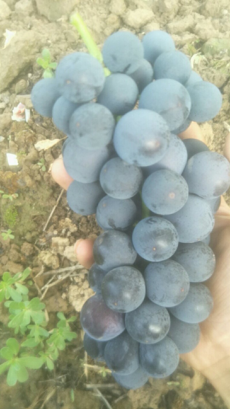 杏花王葡萄大量现货