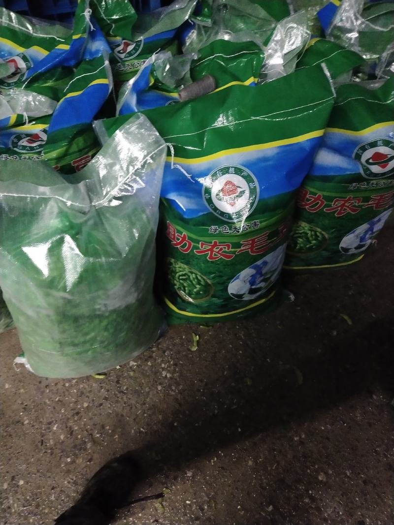 开心绿大角大量上市