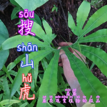 贵州毕节古夜郎大地野生观赏植物中药材扇蕨