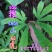 贵州毕节古夜郎大地野生观赏植物中药材扇蕨