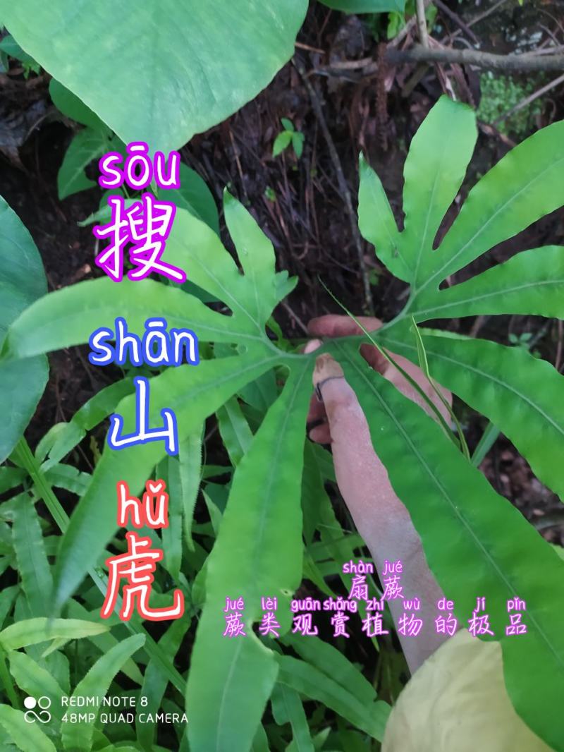 贵州毕节古夜郎大地野生观赏植物中药材扇蕨