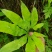 贵州毕节古夜郎大地野生观赏植物中药材扇蕨