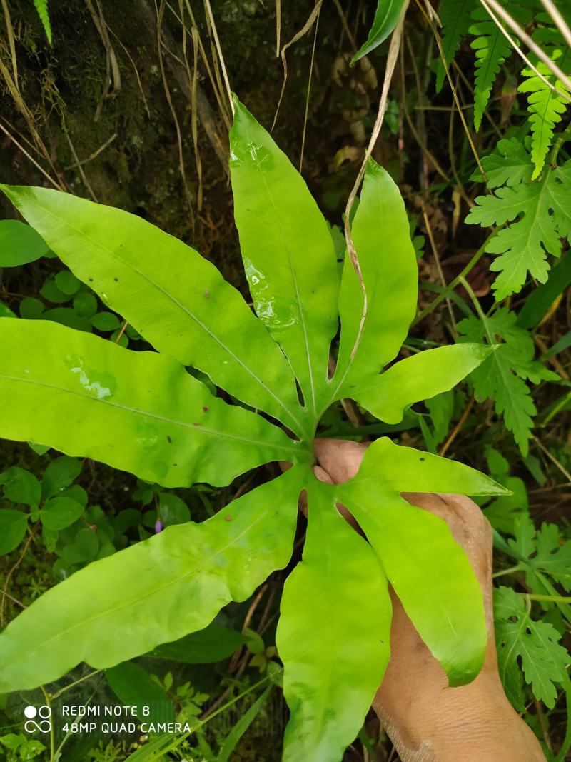 贵州毕节古夜郎大地野生观赏植物中药材扇蕨