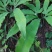 贵州毕节古夜郎大地野生观赏植物中药材扇蕨