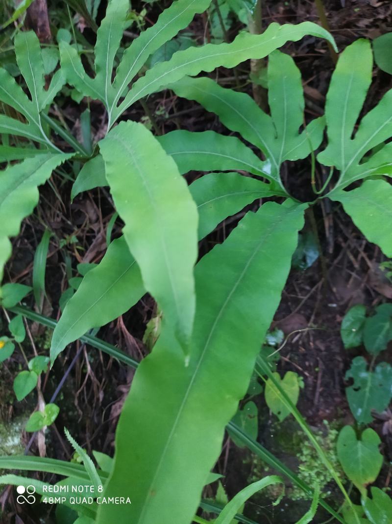 贵州毕节古夜郎大地野生观赏植物中药材扇蕨