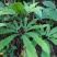 贵州毕节古夜郎大地野生观赏植物中药材扇蕨