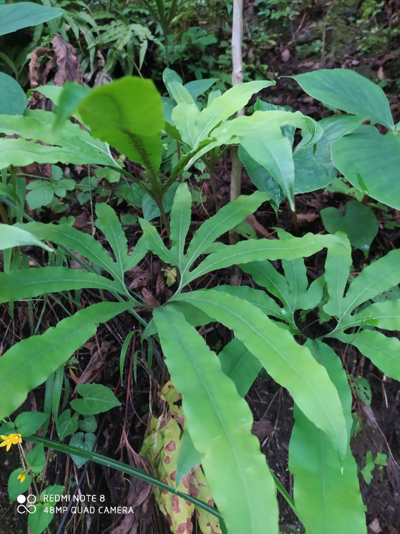 贵州毕节古夜郎大地野生观赏植物中药材扇蕨