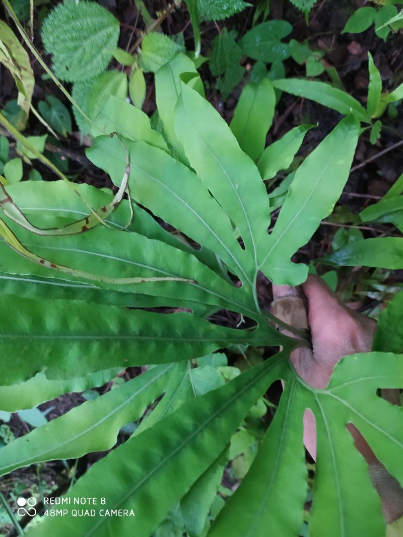 贵州毕节古夜郎大地野生观赏植物中药材扇蕨