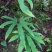 贵州毕节古夜郎大地野生观赏植物中药材扇蕨