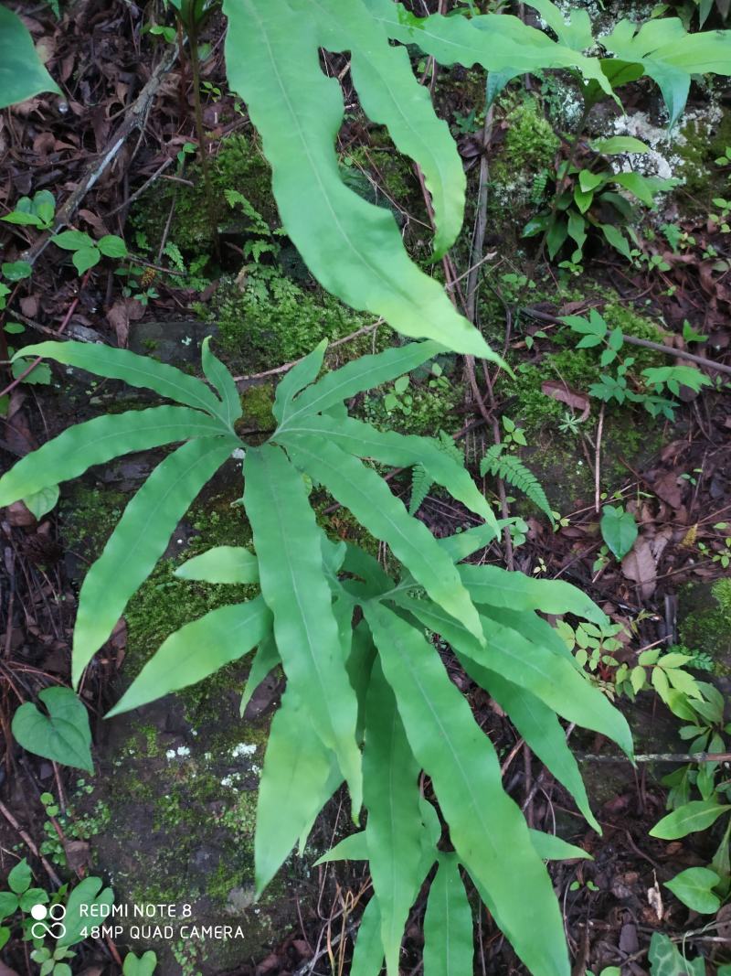 贵州毕节古夜郎大地野生观赏植物中药材扇蕨