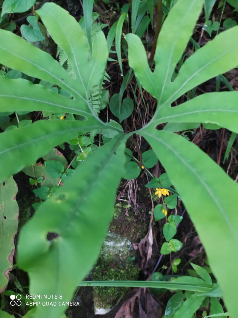 贵州毕节古夜郎大地野生观赏植物中药材扇蕨