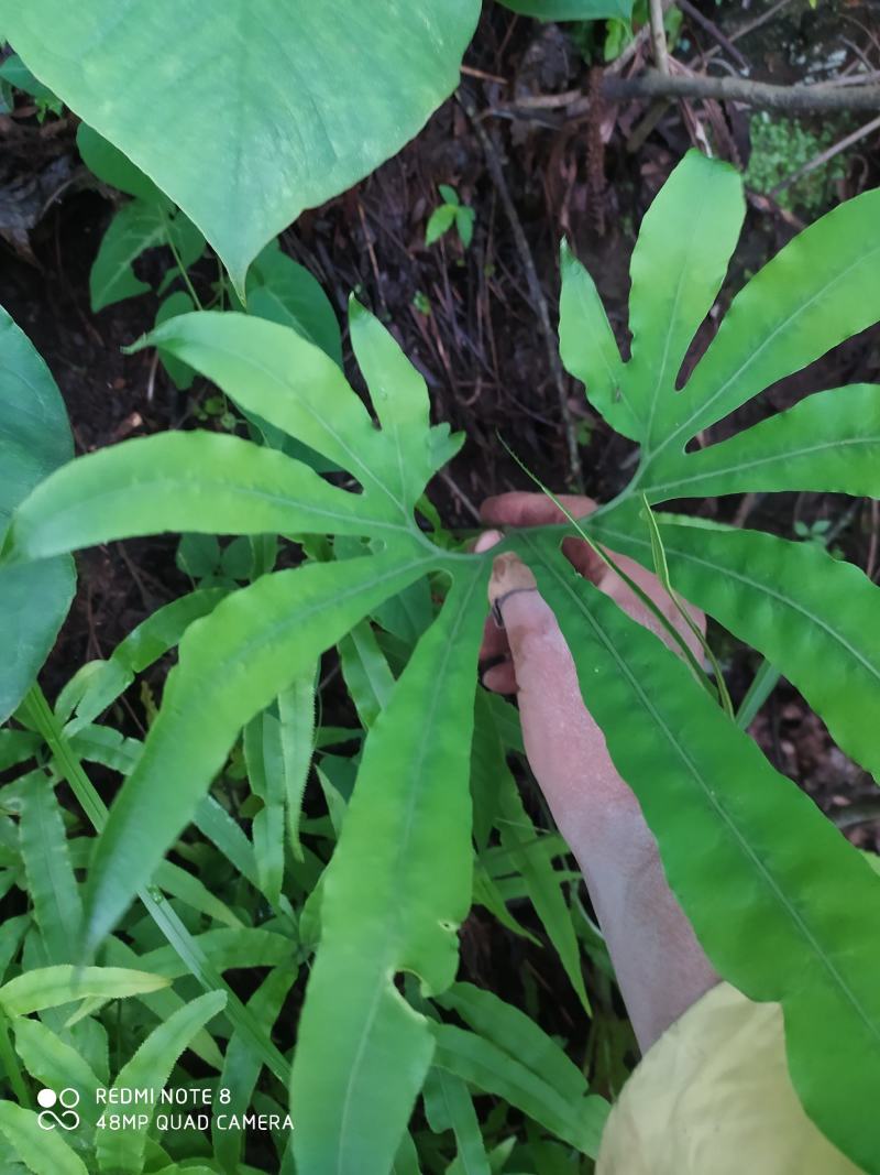贵州毕节古夜郎大地野生观赏植物中药材扇蕨