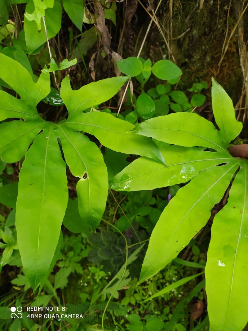 贵州毕节古夜郎大地野生观赏植物中药材扇蕨