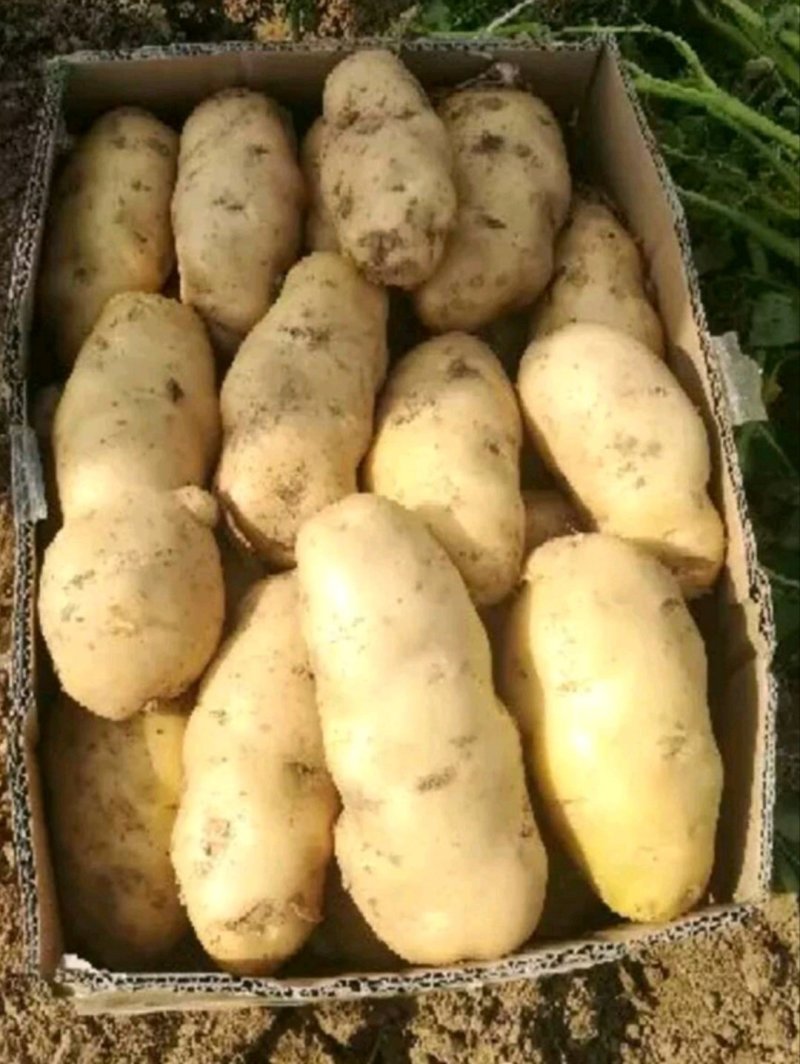 【热销】河北石家庄新乐沙土地精品土豆一件代发