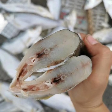 深海白鳞鱼！微咸鱼！肉质鲜美！7成干度！大量有货