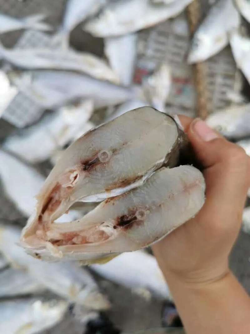 深海白鳞鱼！微咸鱼！肉质鲜美！7成干度！大量有货