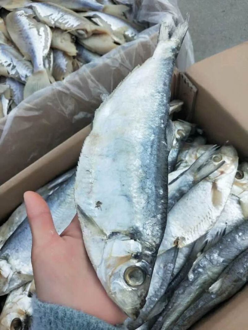 深海白鳞鱼！微咸鱼！肉质鲜美！7成干度！大量有货