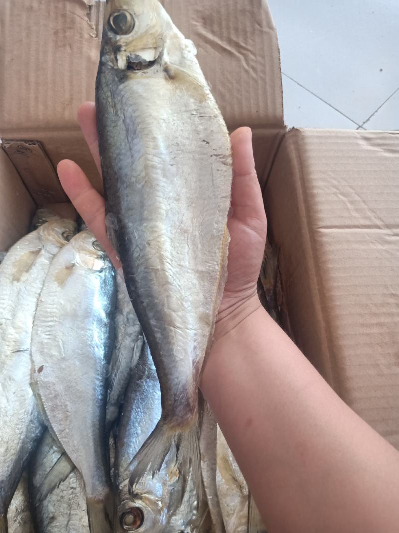 深海白鳞鱼！微咸鱼！肉质鲜美！7成干度！大量有货
