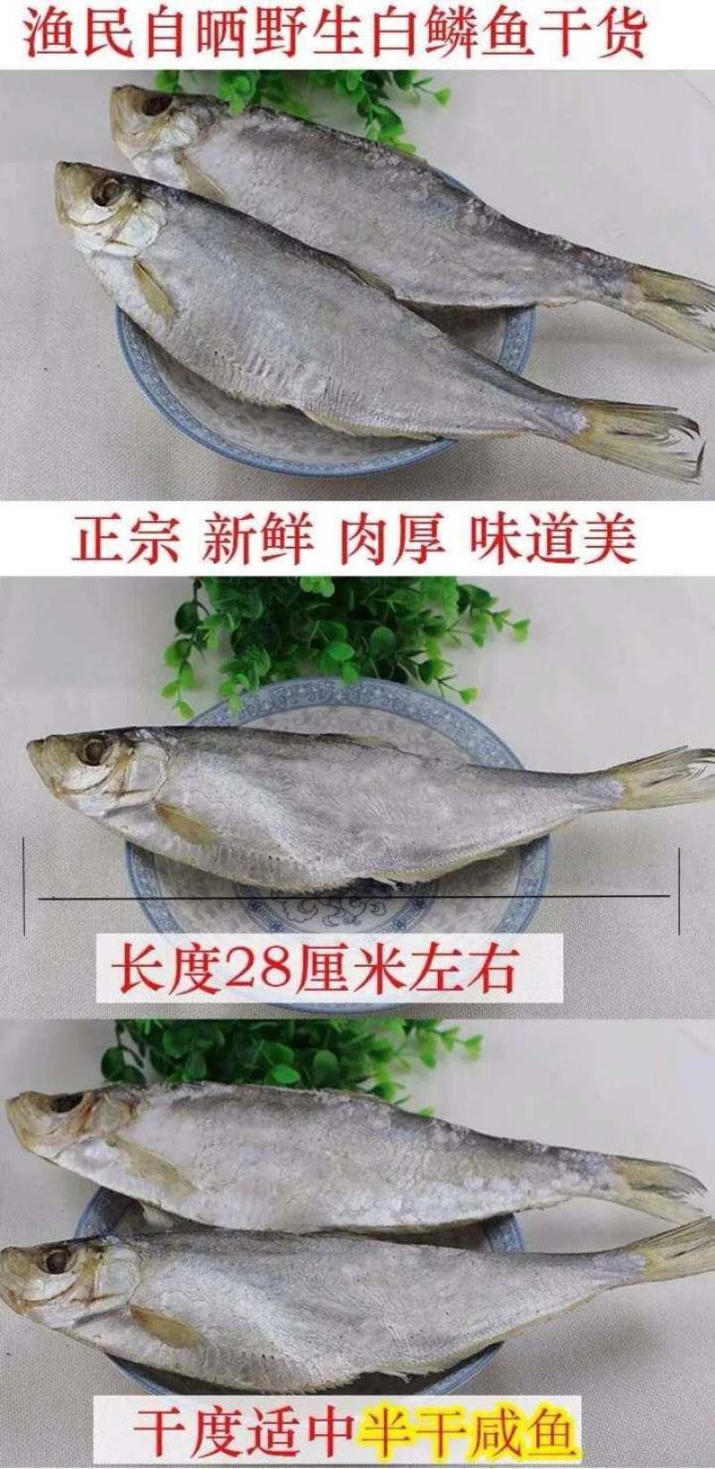 深海白鳞鱼！微咸鱼！肉质鲜美！7成干度！大量有货
