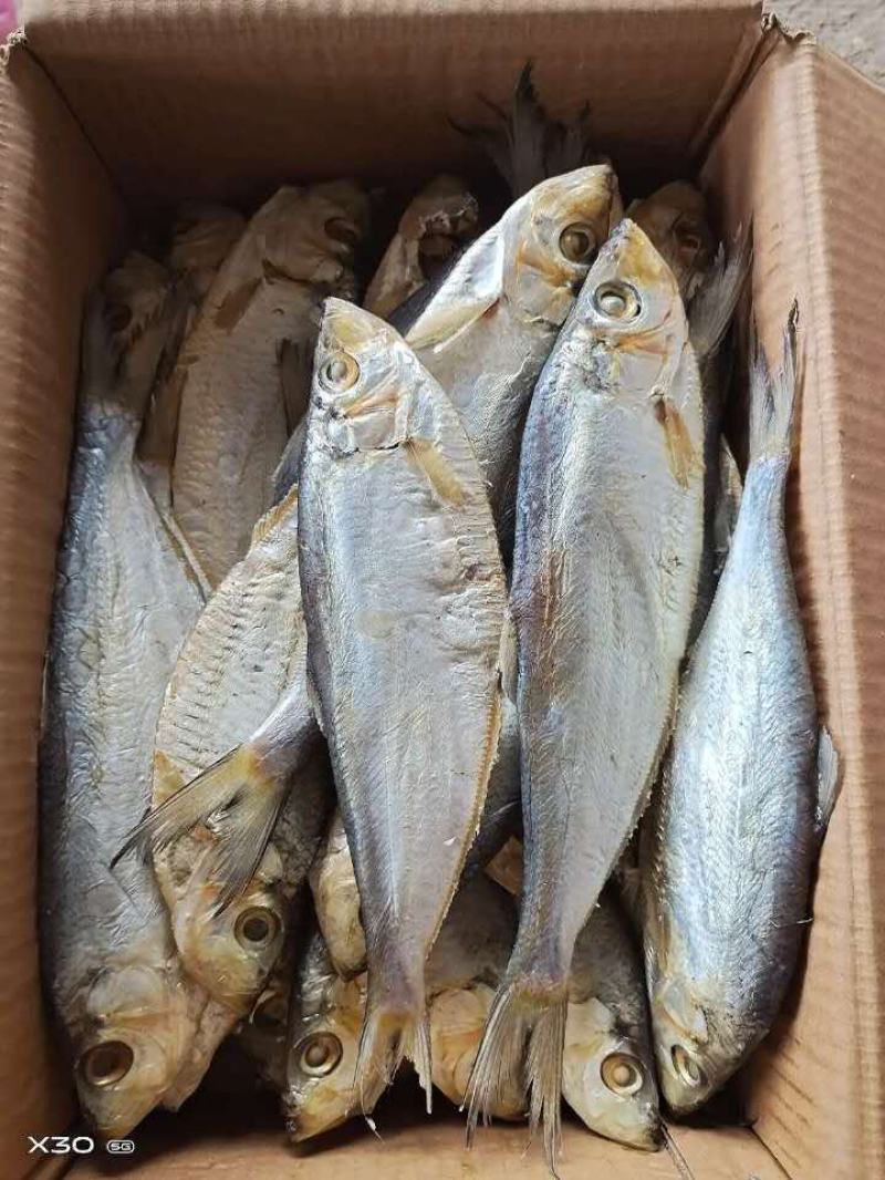 深海白鳞鱼！微咸鱼！肉质鲜美！7成干度！大量有货