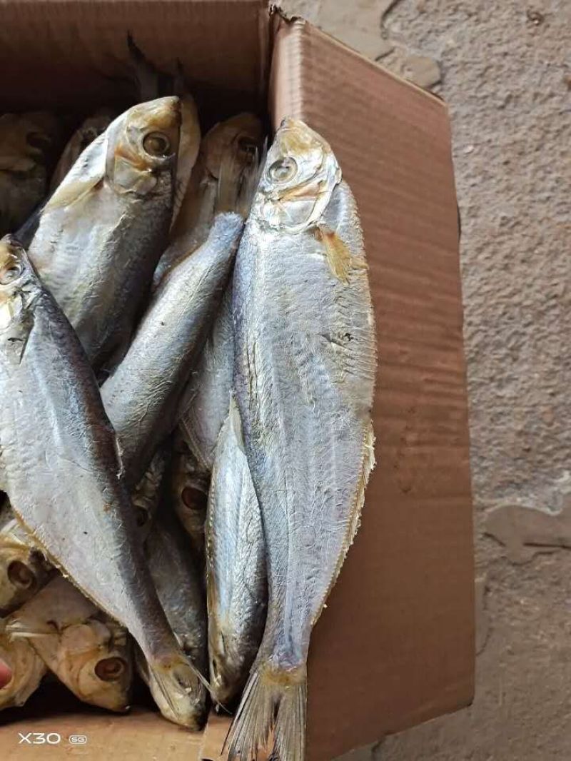 深海白鳞鱼！微咸鱼！肉质鲜美！7成干度！大量有货