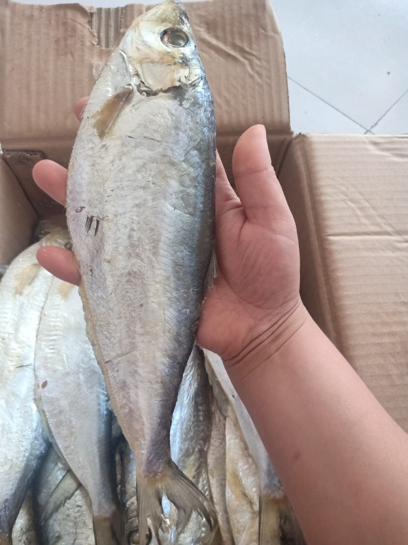 深海白鳞鱼！微咸鱼！肉质鲜美！7成干度！大量有货