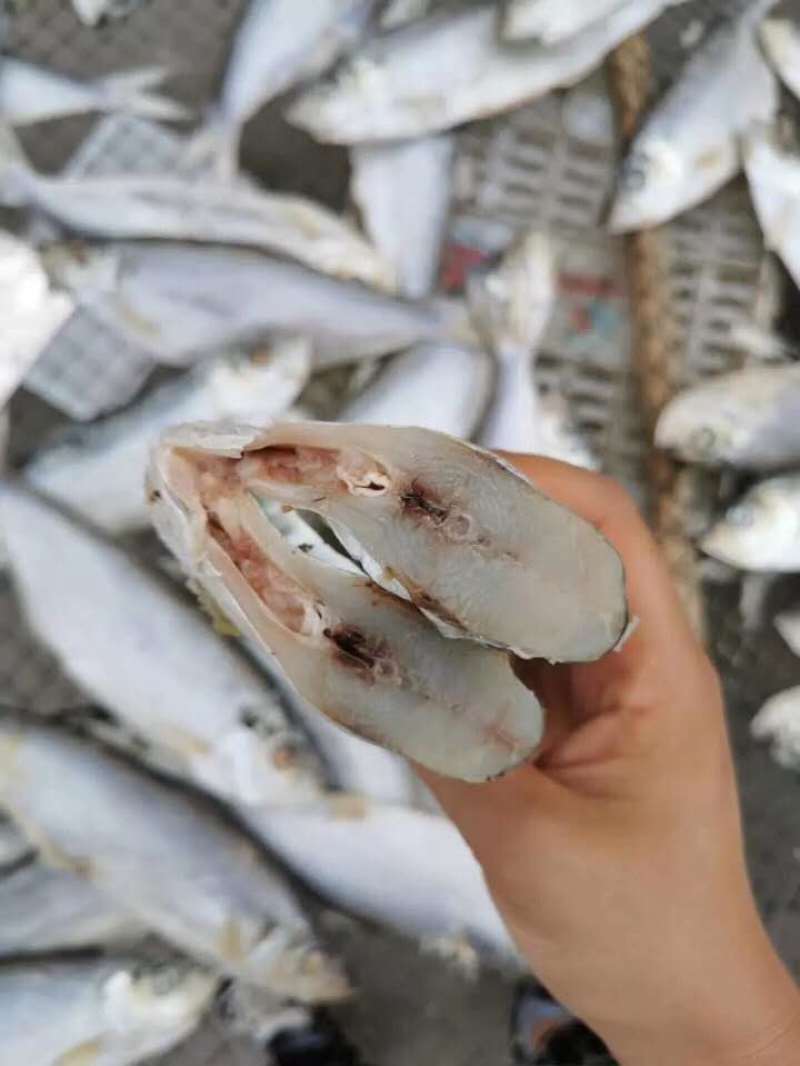深海白鳞鱼！微咸鱼！肉质鲜美！7成干度！大量有货