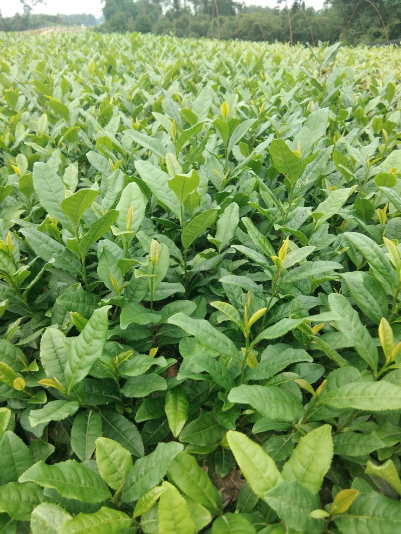 基地直供，品种纯正根系发达，奶白茶苗，极白苗早白苗欢迎了解