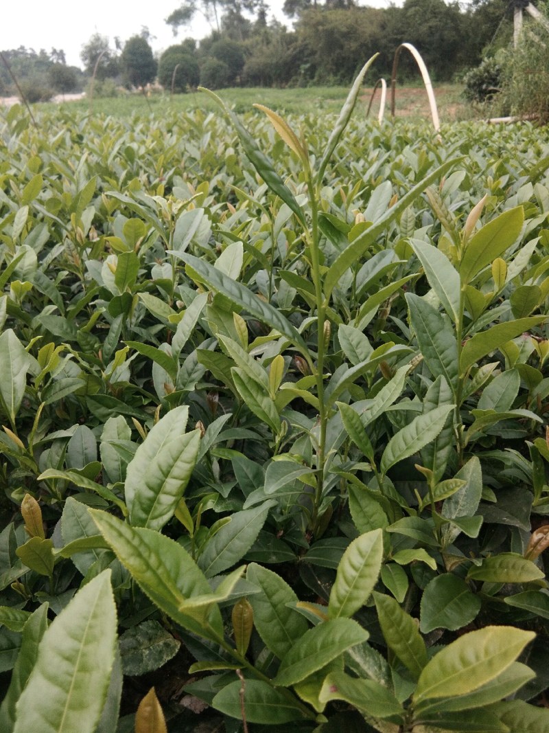 基地直供，品种纯正根系发达，奶白茶苗，极白苗早白苗欢迎了解