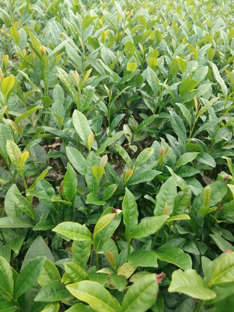 基地直供，品种纯正根系发达，奶白茶苗，极白苗早白苗欢迎了解