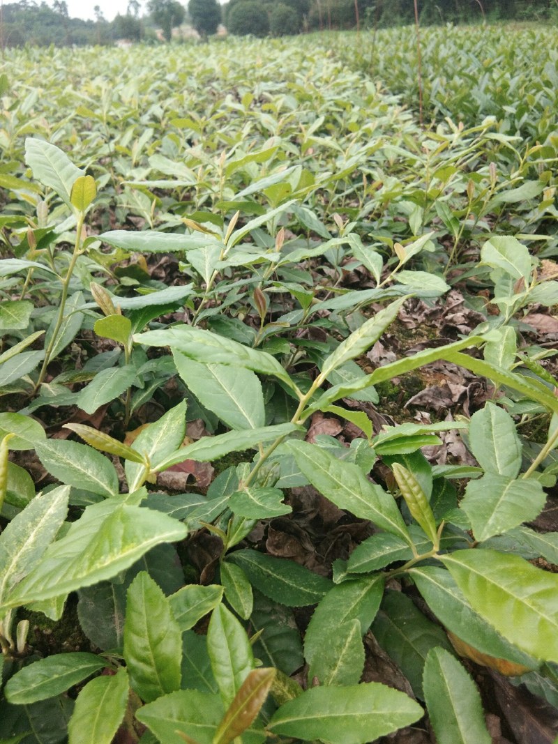 基地直供，品种纯正根系发达，奶白茶苗，极白苗早白苗欢迎了解