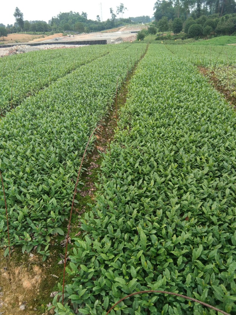 基地直供，品种纯正根系发达，奶白茶苗，极白苗早白苗欢迎了解