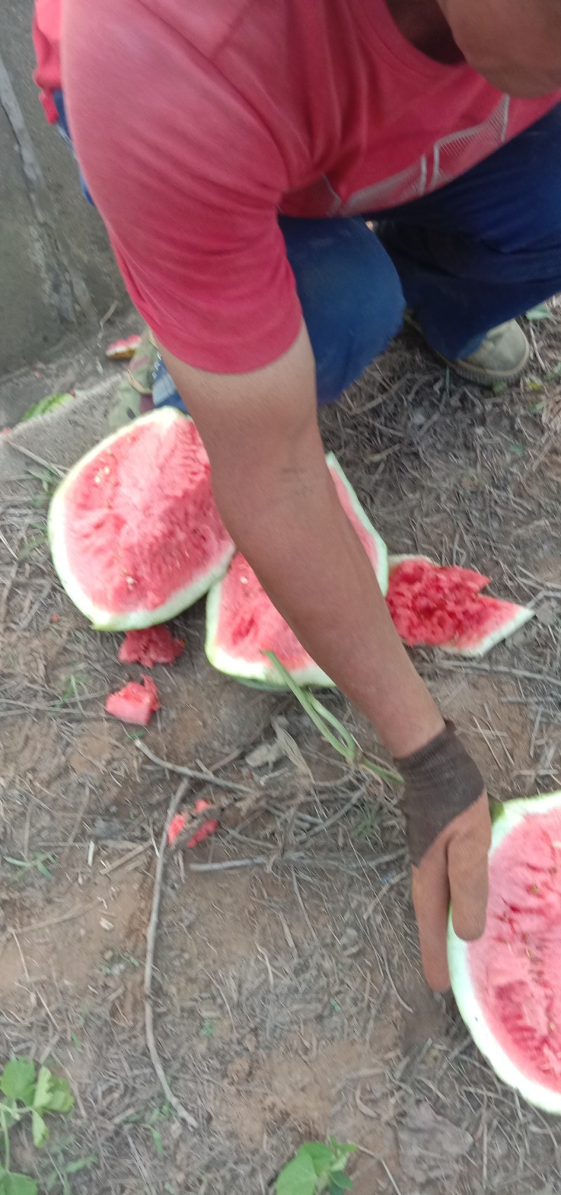 一级大个西瓜