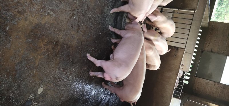 原种优良长白公猪种苗