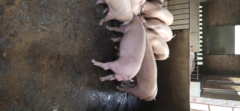 原种优良长白公猪种苗