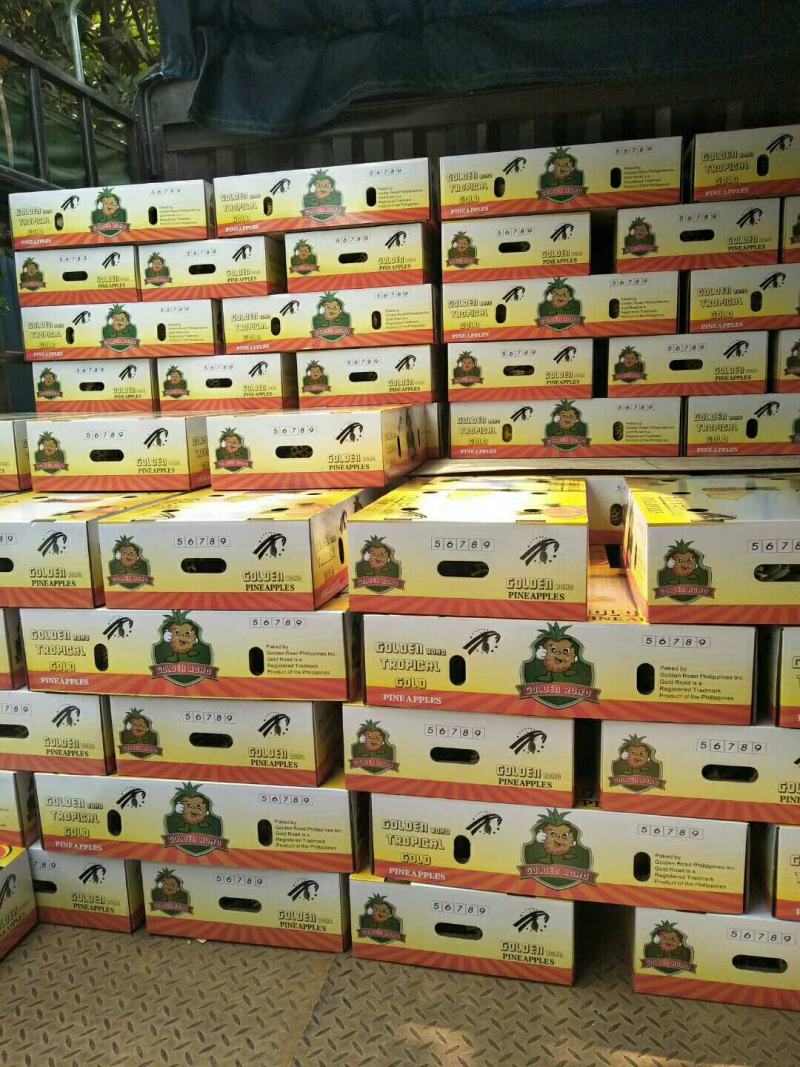 《西双版纳热带水果菠萝》凤梨，一手货源，产地直供，现摘现