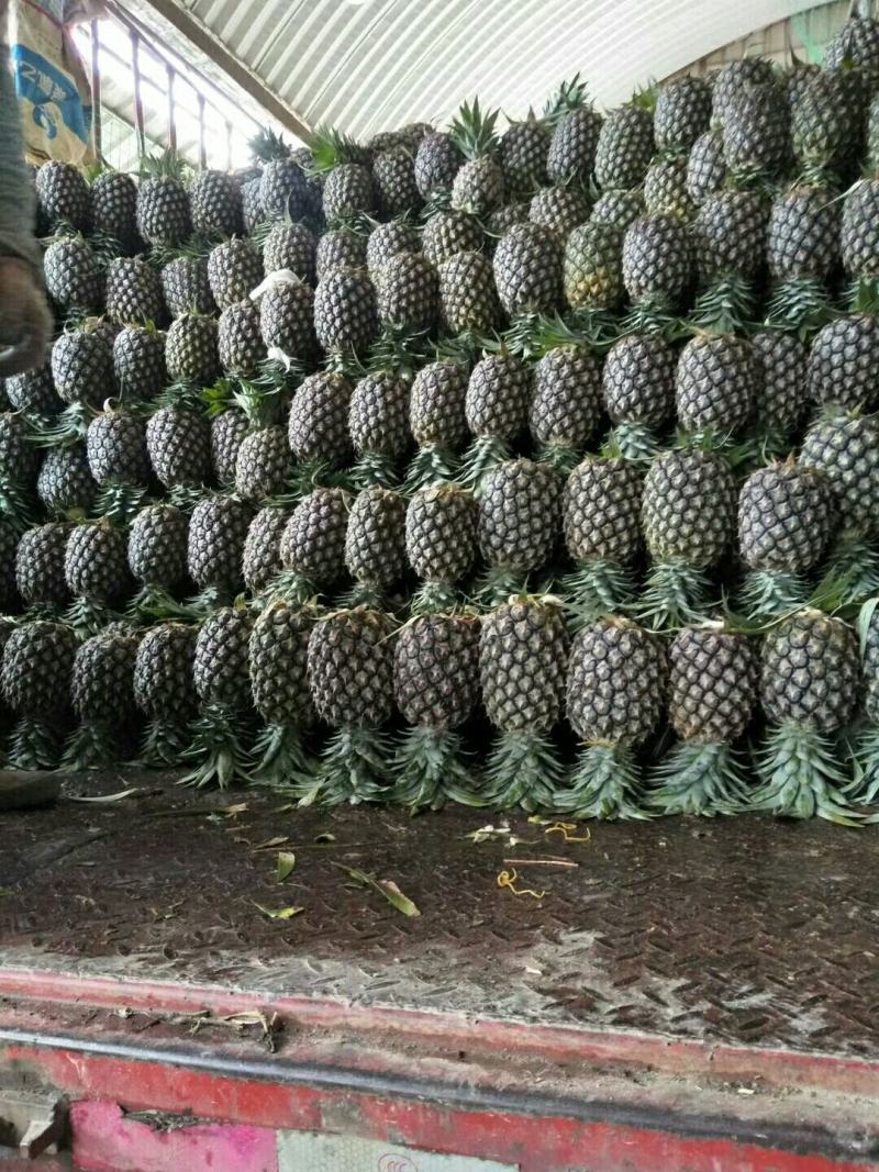 《西双版纳热带水果菠萝》凤梨，一手货源，产地直供，现摘现