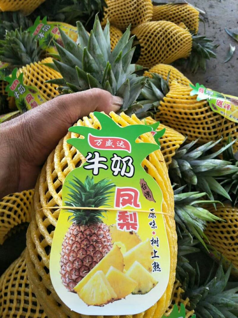 《西双版纳热带水果菠萝》凤梨，一手货源，产地直供，现摘现