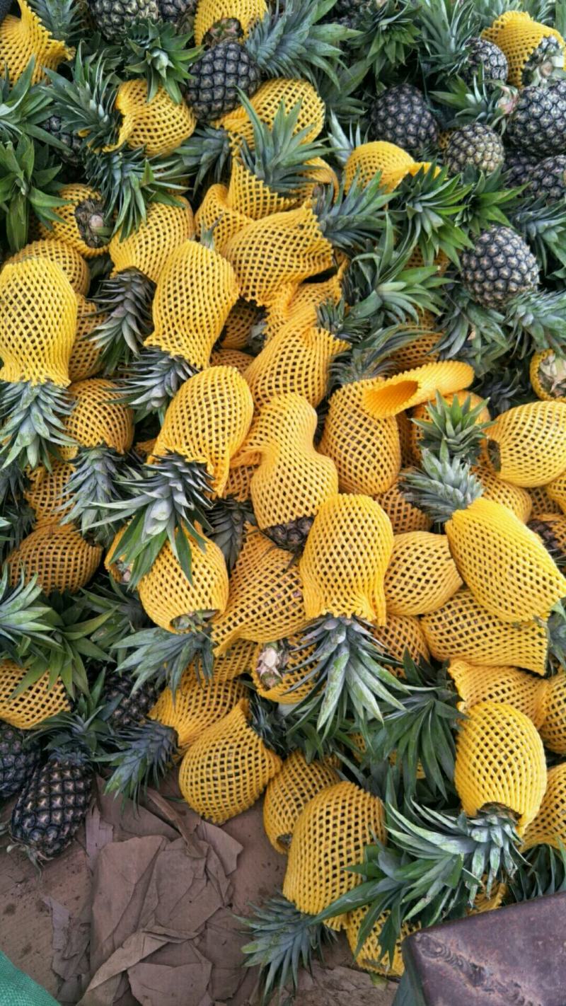 《西双版纳热带水果菠萝》凤梨，一手货源，产地直供，现摘现