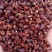园林绿化菊花种秄
