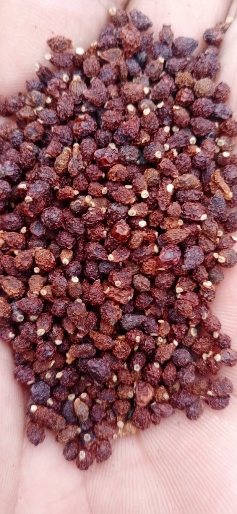 园林绿化菊花种秄