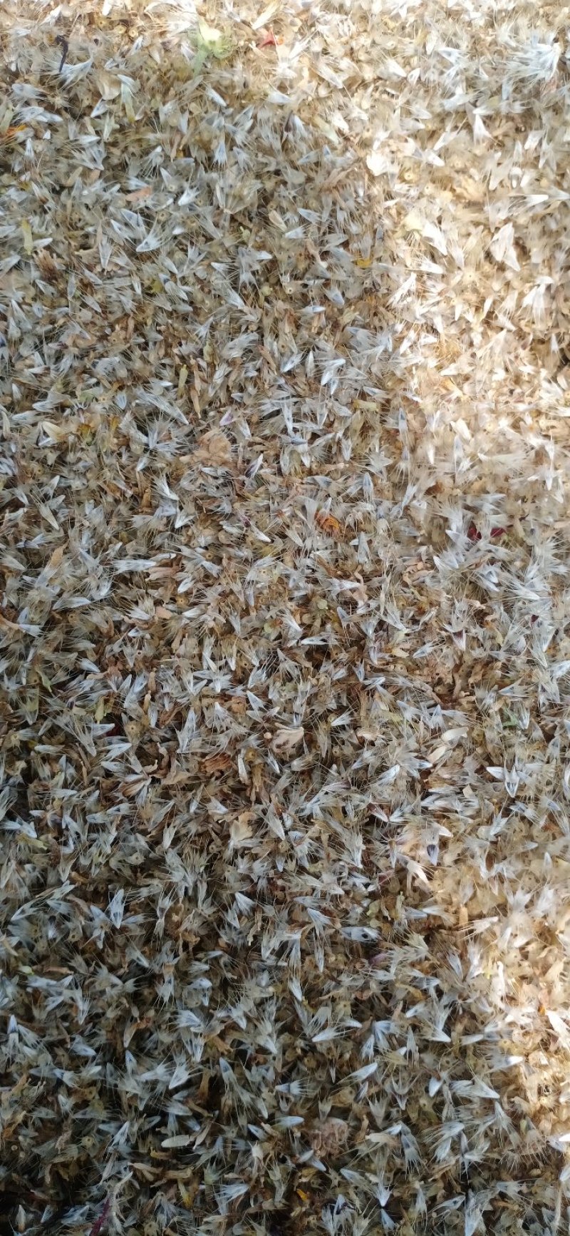 园林绿化菊花种秄