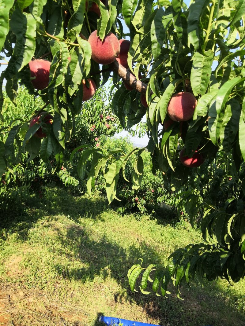 绥中精品春雪毛桃大量上市货源充足价格美丽