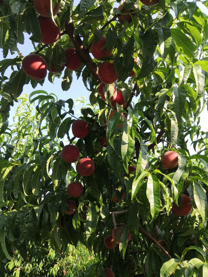 绥中精品春雪毛桃大量上市货源充足价格美丽