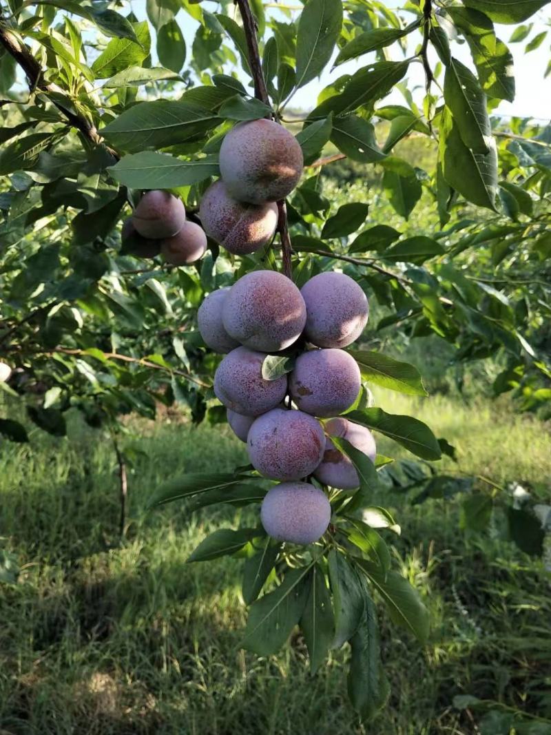 大芙蓉李上市中欢迎挑选