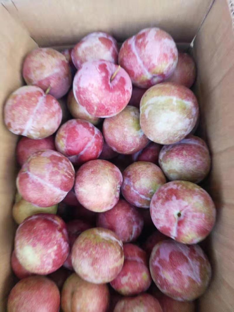 大芙蓉李上市中欢迎挑选