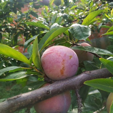 大芙蓉李上市中欢迎挑选