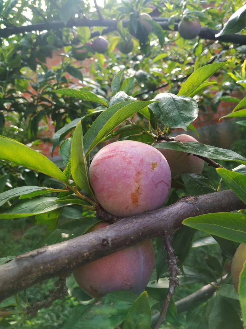 大芙蓉李上市中欢迎挑选