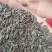 【新品】牛蒡子大量批发大力子简过风货人工筛选干净无杂