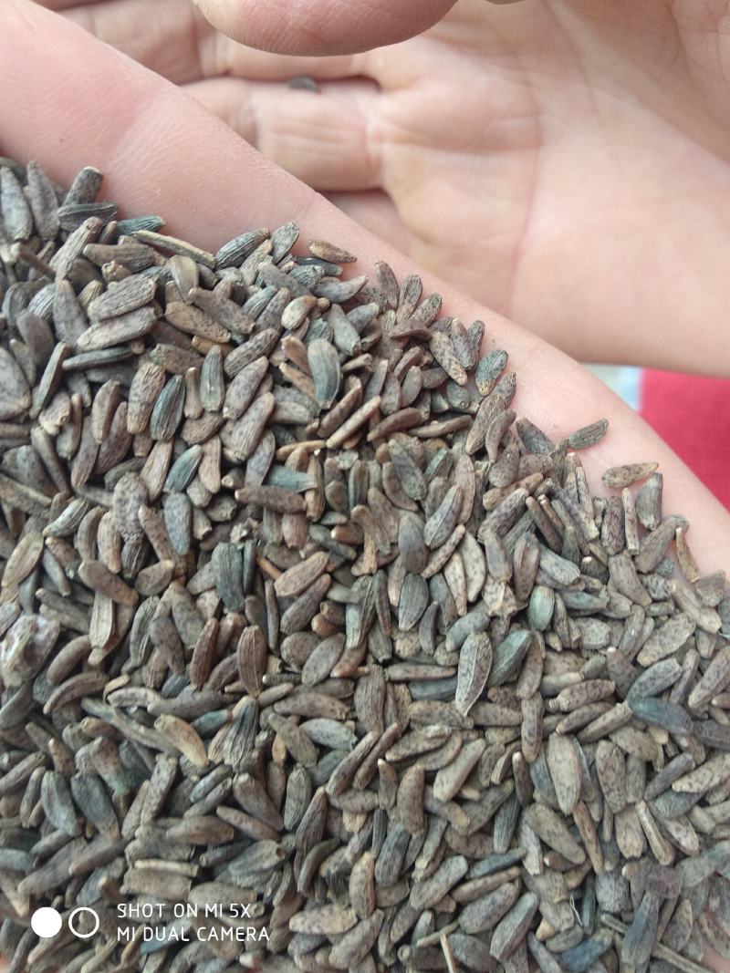 【新品】牛蒡子大量批发大力子简过风货人工筛选干净无杂